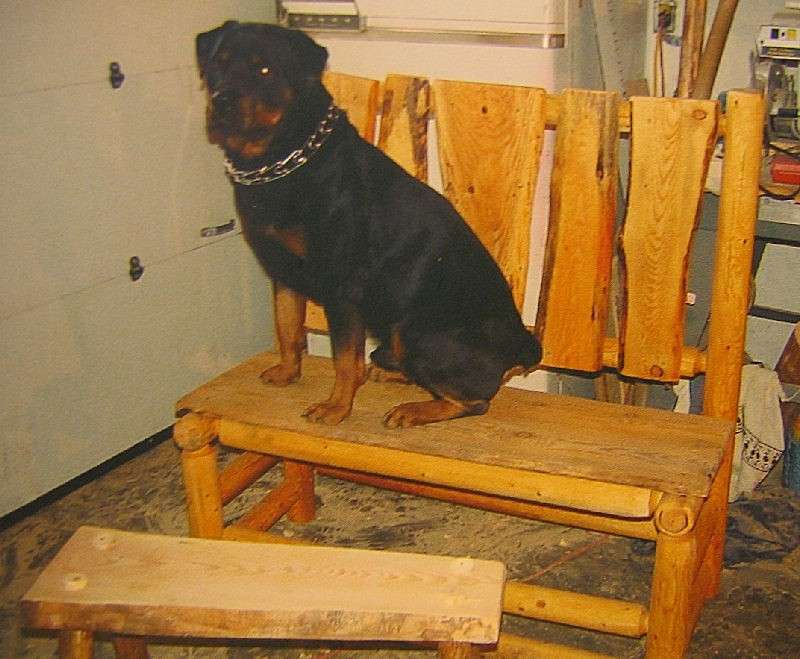 chair with dog